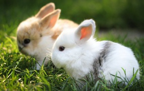 Два маленьких  декоративных кролика сидят в зеленой траве 