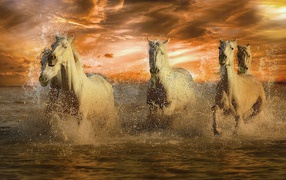 Стадо белых лошадей скачет по воде на закате