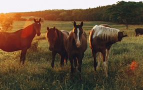 A herd of horses grazes in a green meadow at dawn