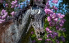 Красивая лошадь на фоне цветов крупным планом