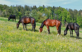 Beautiful horses graze across a field near the forest