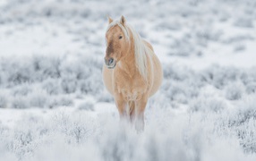 Большая коричневая лошадь идет по покрытой снегом траве