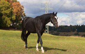 Black horse walks on green grass