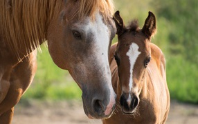 Коричневая лошадь с жеребенком 