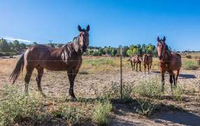 Коричневые лошади пасутся на ферме 