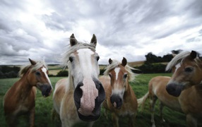 Four horses posing for a photo