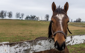 Лошадь на пастбище у забора
