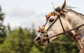 Лошадь с украшениями на лице 