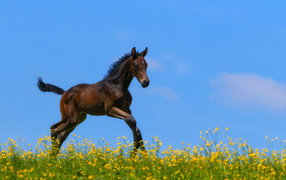 Little brown foal runs in yellow colors against a blue sky