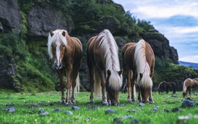 Three horses graze on green grass