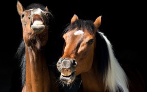 Two neighing horses on a black background