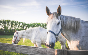 Two white horses in the sun on a farm