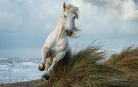 Белая лошадь скачет по высокой траве у моря