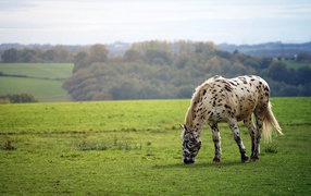 White spotted horse walks across the field