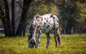 White spotted horse walks on green grass.