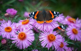 Бочка сидит на розовом цветке астры 