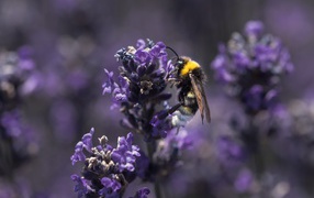 Пчела сидит на фиолетовом цветке лаванды 