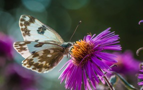 Бабочка сидит на розовом цветке 