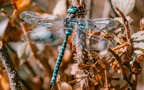 Большая голубая стрекоза сидит на ветке 