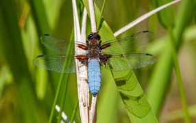 Большая стрекоза с прозрачными крыльями сидит на траве