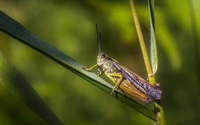 Большой кузнечик сидит на зеленой траве 