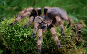 Большой паук тарантул идет по покрытой мхом земле