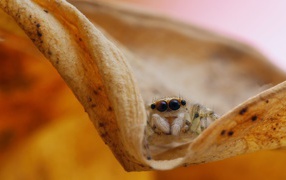 Паук с большими глазами сидит на листке 