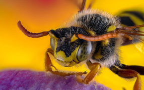 Пчела на цветке крупным планом 