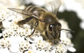 Большая пчела собирает нектар на белом цветке 