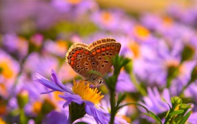 Коричневая бабочка на розовых цветах сентябринки 