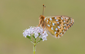 Коричневая бабочка сидит на цветке на коричневом фоне 