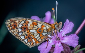 Бабочка сидит на розовом цветке флоксы