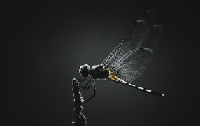 Стрекоза сидит на ветке на черном фоне 