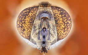 Муха под микроскопом 