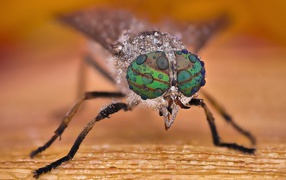 Муха с каплями воды на глазах макросъемка