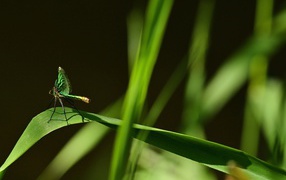 Зеленая стрекоза сидит на траве на черном фоне