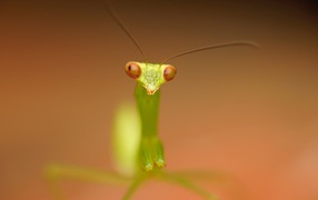 Зеленый богомол на коричневом фоне крупным планом