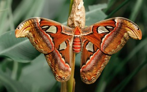 Большая бабочка с коконом на ветке 