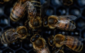 Маленькие пчелы на сотах крупным планом