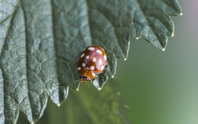 Маленькая божья коровка на зеленом листе  крупным планом