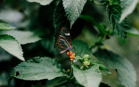 Маленькая прозрачная бабочка сидит на цветке в зеленых листьях 