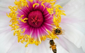 Две пчелы сидят в середине цветка 