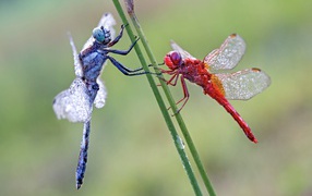 Две стрекозы сидит на зеленой траве