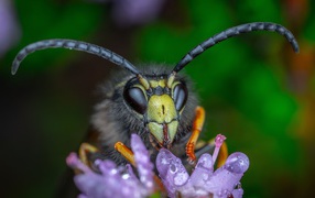 Голова осы на цветке крупным планом
