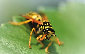 Оса сидит на зеленом листке крупным планом