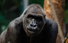 Big black gorilla at the zoo