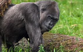 Большая черная горилла идет по траве