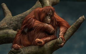 Big orangutan sits on a tree