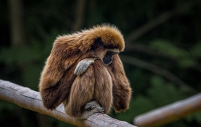 Gibbon sitting on a tree branch
