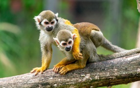 Two saimiri monkeys sitting on a branch